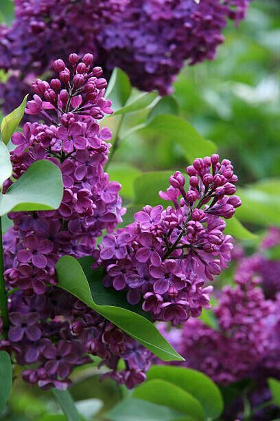 GorselSl's tweet image. Beautiful lilac flowers 💜
#spring #natureflower #naturebeauty