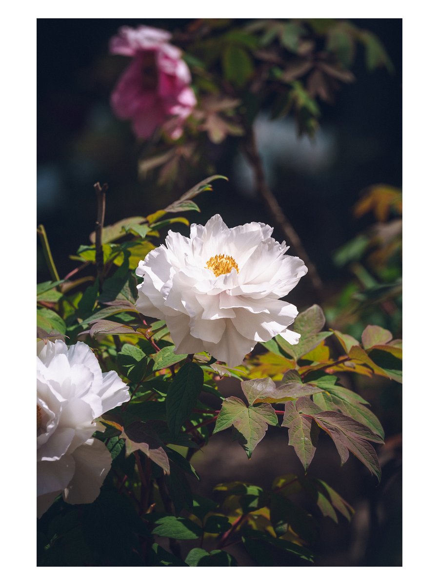 Yamato Takahide 大和貴英 tweet media