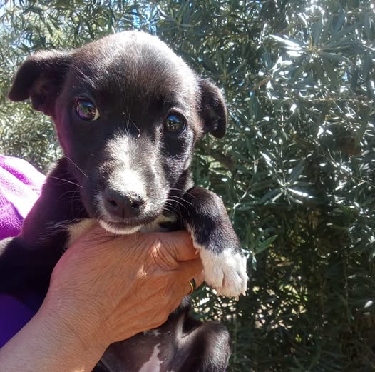 NuevaVidaAdop's tweet image. #madrid 
CHARIN cachorrita mestiza de 3 meses 
NECESITA #adopcionresponsable 
Sociable con niños 🐶🐱
En edad adulta rondará 12-14kg 
Se entrega chipada,vacunada,desparasitada y CON compromiso de castracion 
CONTACTO📩facenuevavida@gmail.com 
#cachorros #adoptanocompres #adoptame
