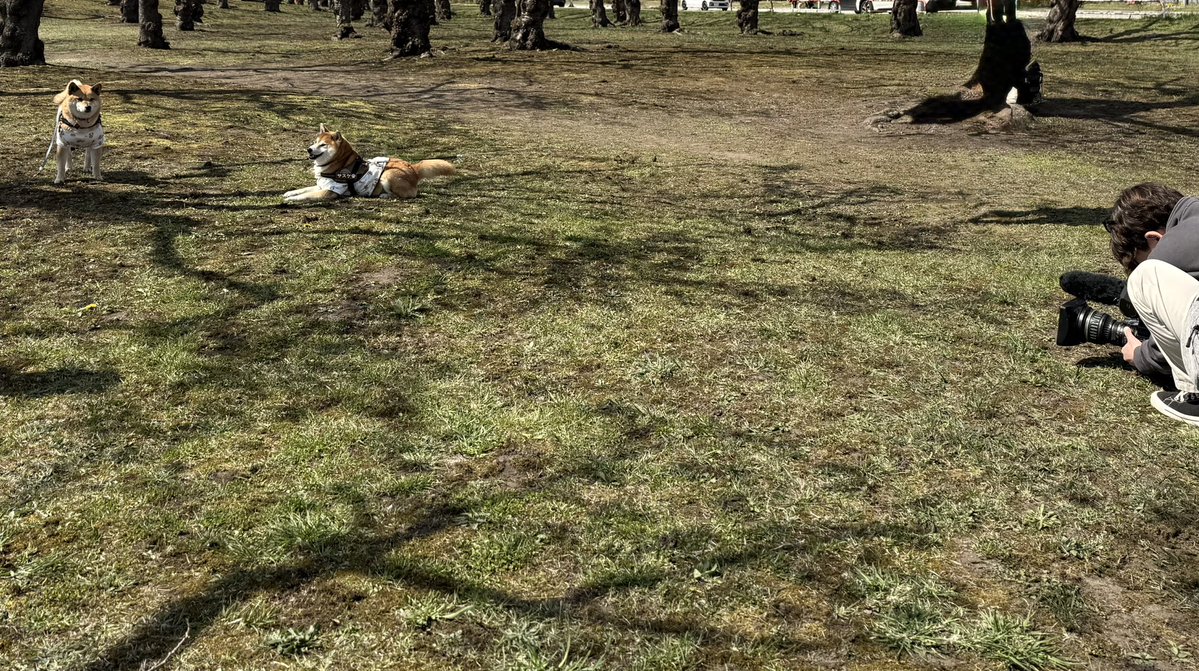 Lucaウマウマ🍪ルーカ tweet media