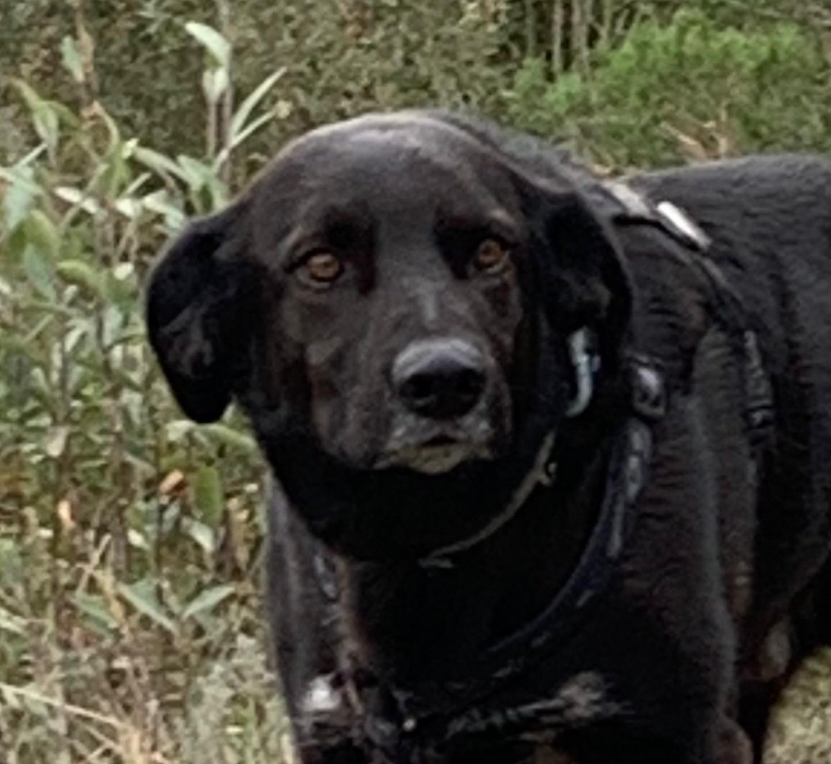 Associació Els Quissos tweet media