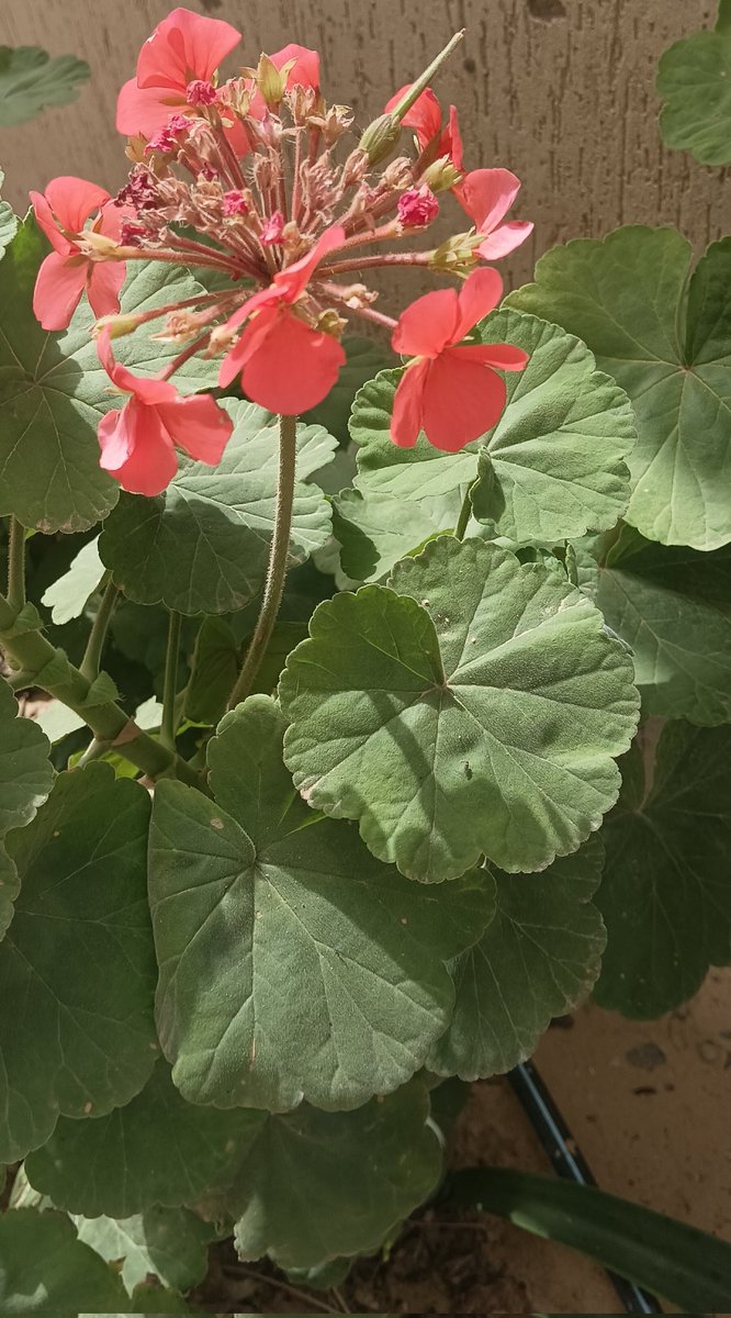 أجيد صناعة معاطف الطمأنينة..
لأني أعرف جيدًا ماذا يفعل صقيع القلق....
                     #مساء_الخـير🌸