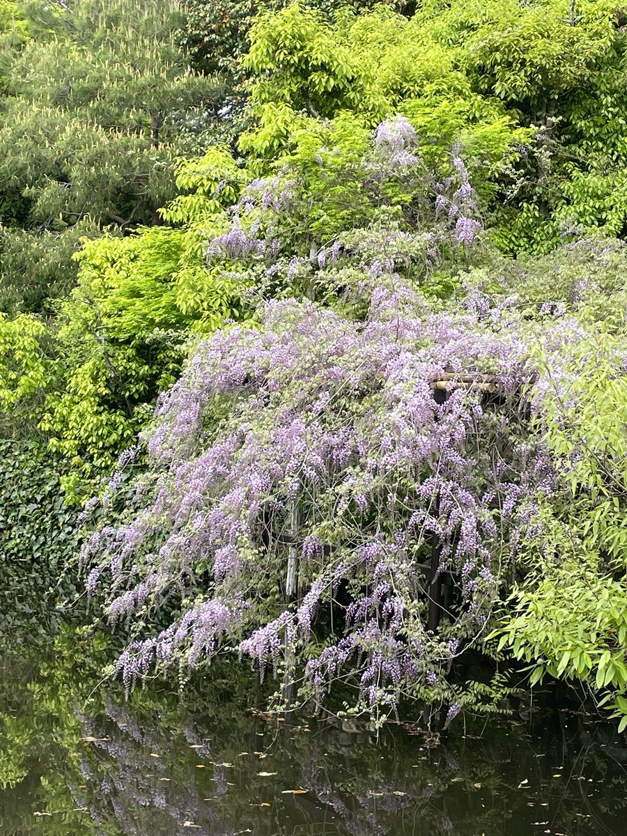 Tomo⛩通訳ガイドの裏側 tweet media