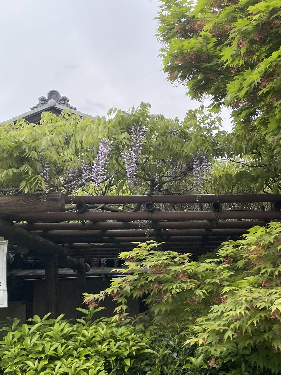 Tomo⛩通訳ガイドの裏側 tweet media