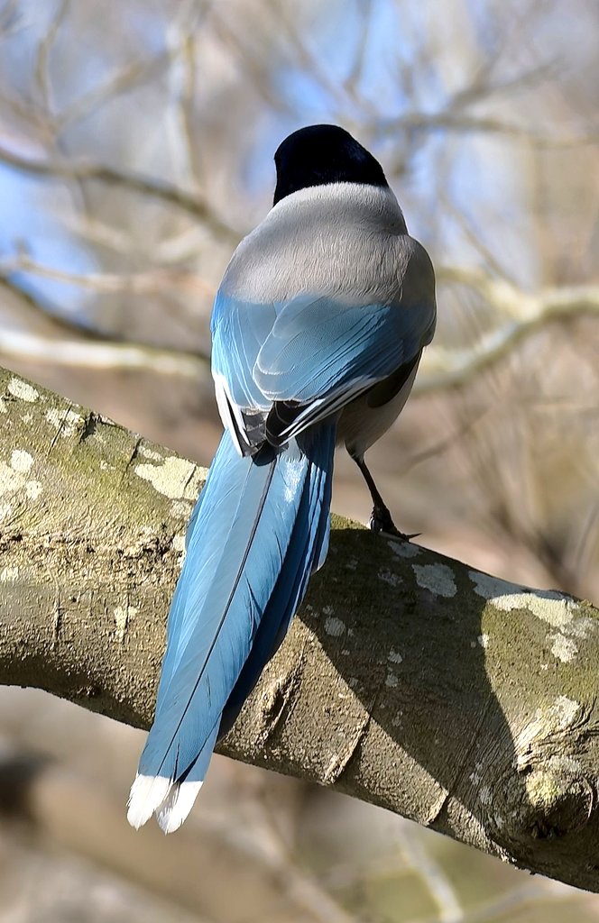 ひざ枕 tweet media