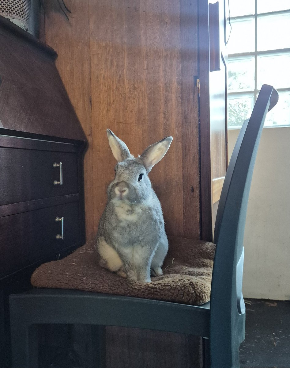 Lena 🐇 tweet media