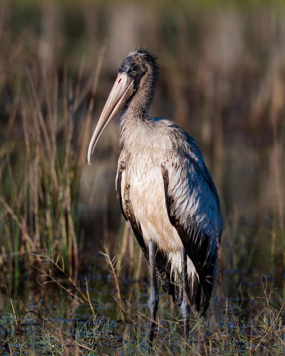 PhotosVB's tweet photo. Wood Stork https://t.co/jcXukS3rzk