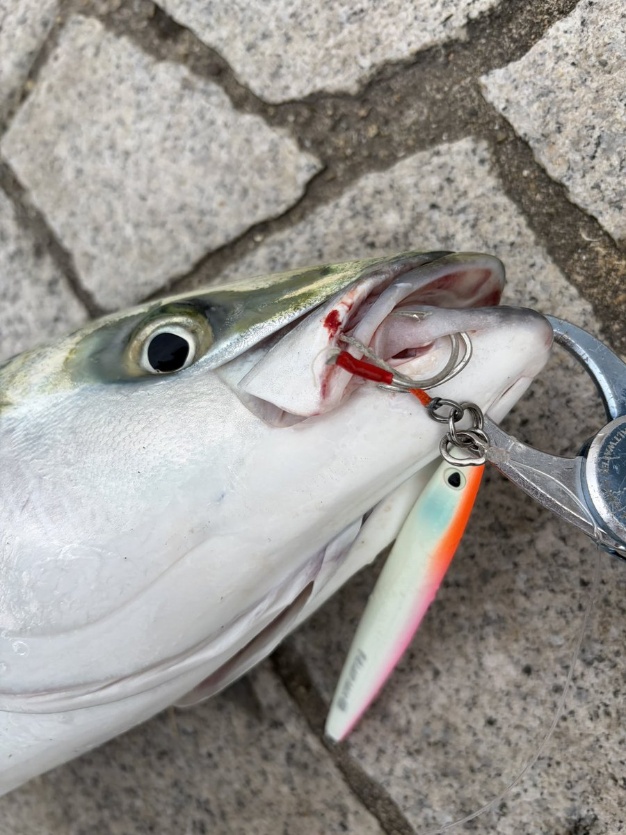 🎣Yuhei tweet media