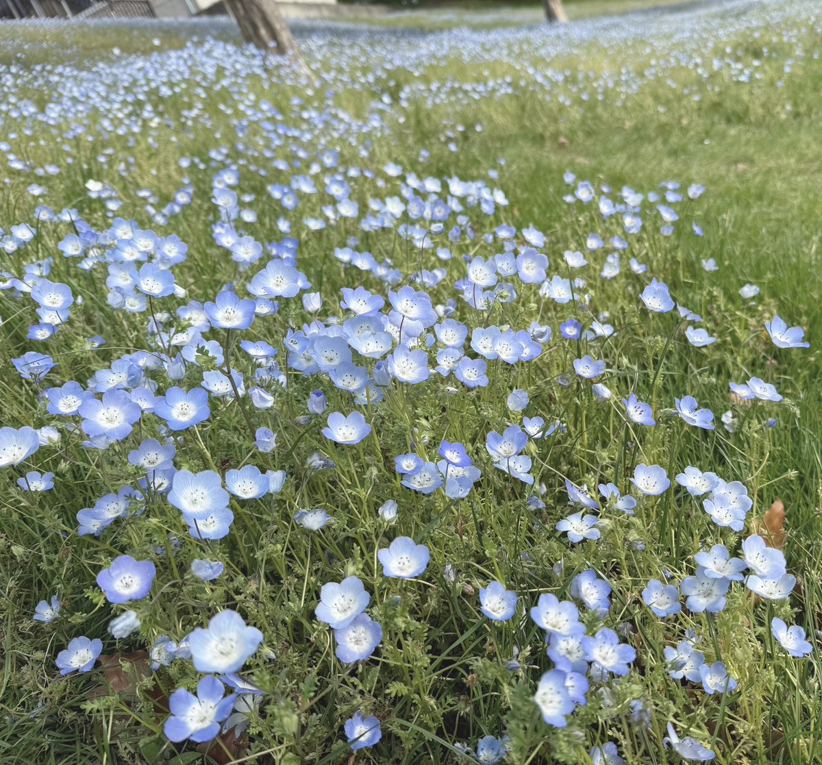 寿甘 ˹ すあま ˼ tweet media