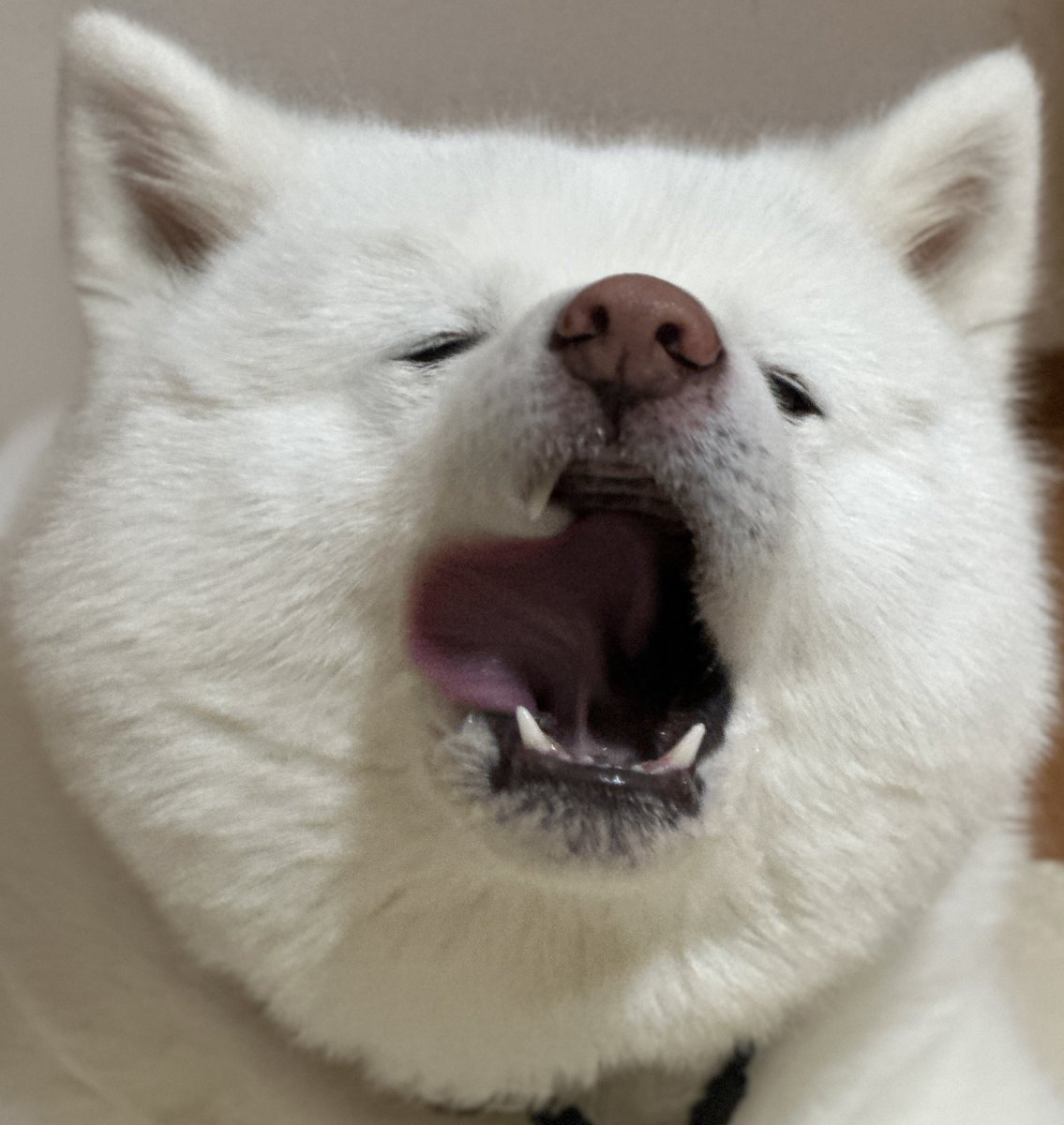 秋田犬 海 カイ♡ tweet media