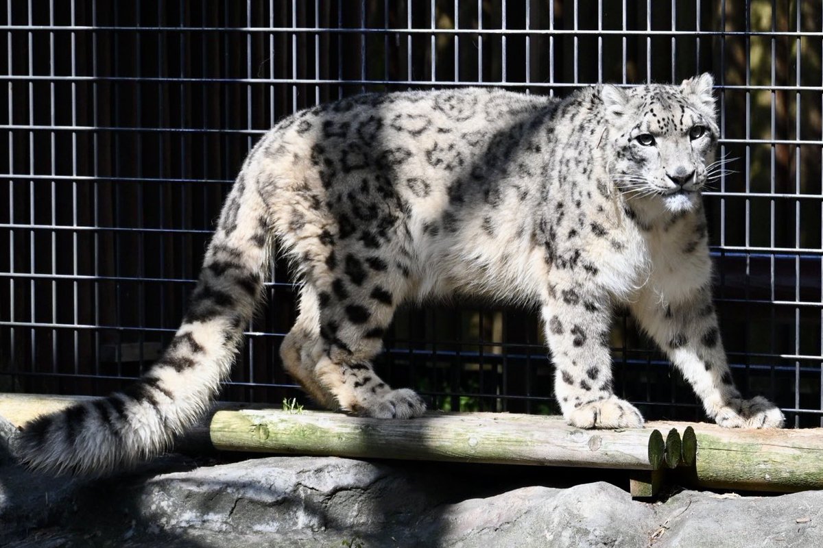 ちょくちゃん tweet media