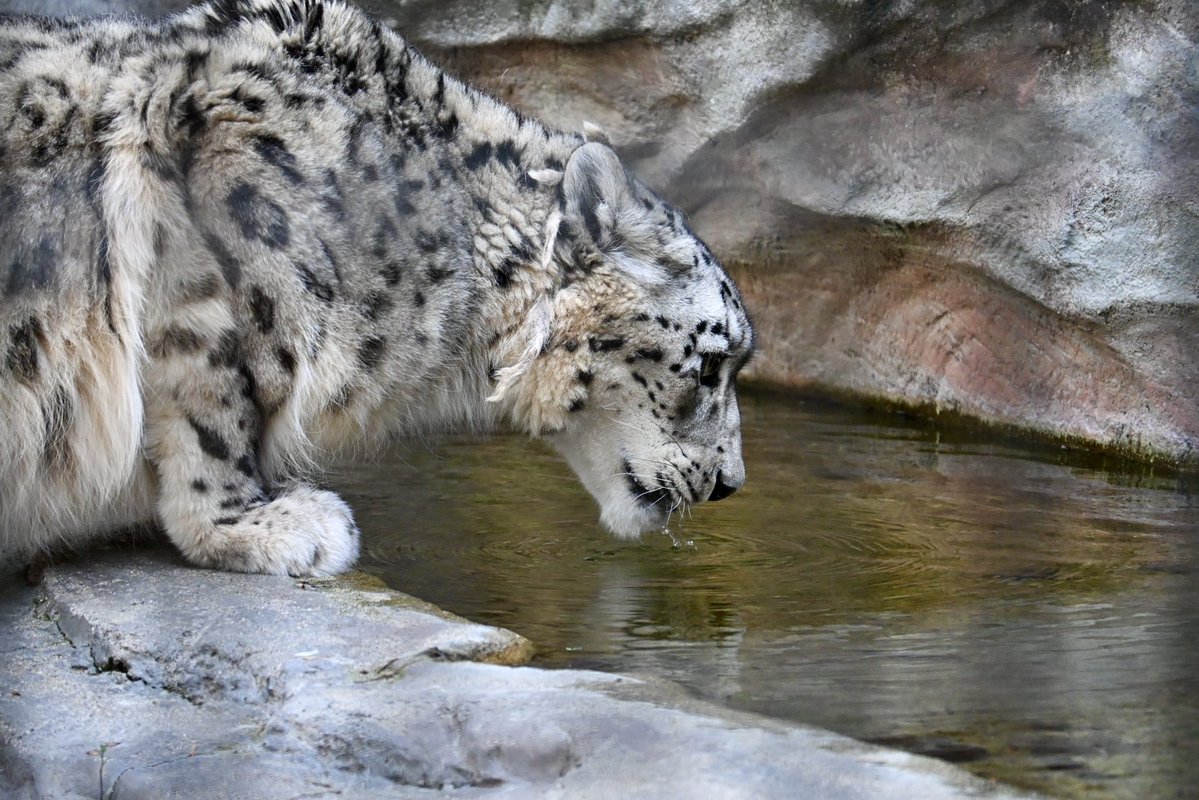 ちょくちゃん tweet media