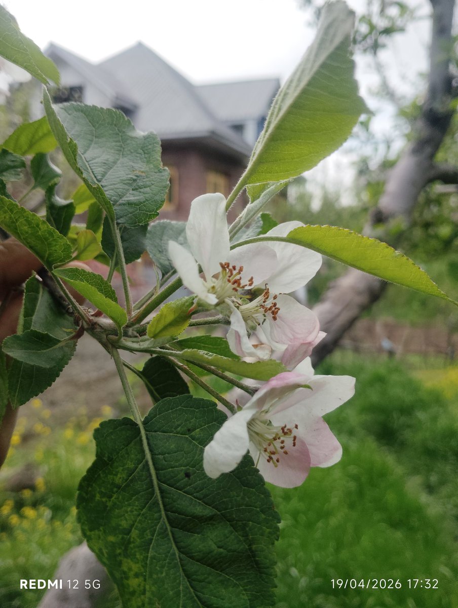 S_IqbalKhan's tweet image. Nature doesn’t rush, yet everything blooms 🤍
#Home🏡
