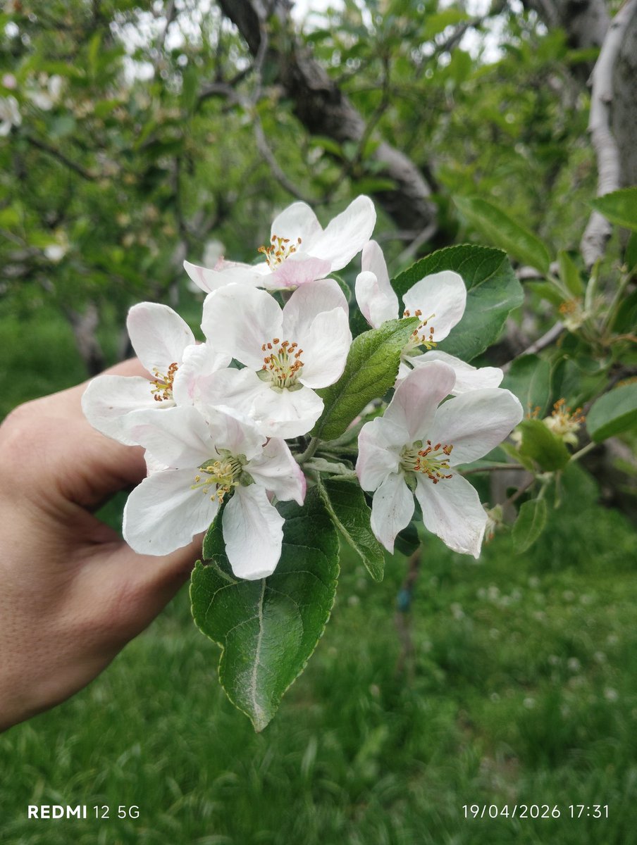 S_IqbalKhan's tweet image. Nature doesn’t rush, yet everything blooms 🤍
#Home🏡