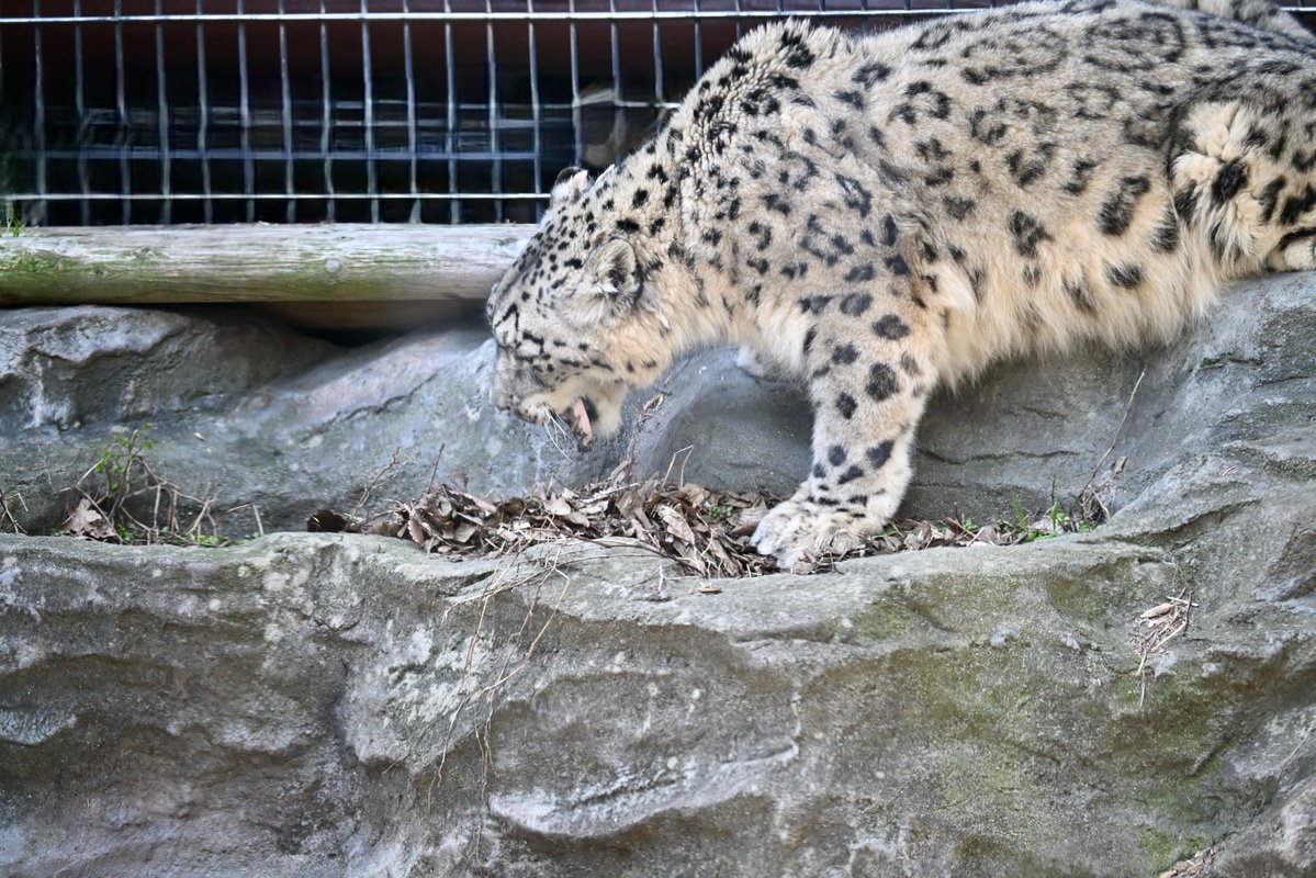 ちょくちゃん tweet media