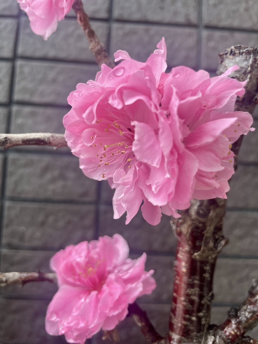 mhatono's tweet photo. 桃はね、今年も咲いて散りましたよ https://t.co/synb4Mqesl