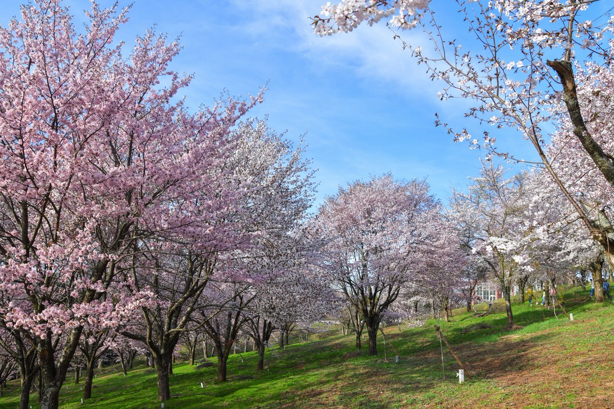 裏磐梯の桜峠

#ファインダー越しの私の世界 #写真好きな人と繋がりたい #裏磐梯 #桜 #桜峠