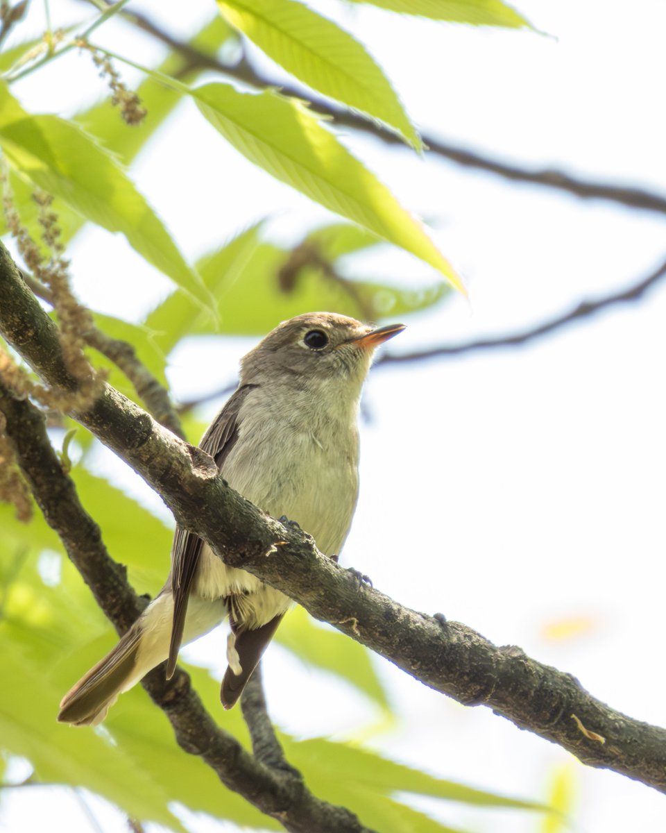 pdrive222's tweet image. 今シーズン初コサメビタキに会えました。
あまりにも高すぎて自分のカメラではまともに撮れず…
写真は妻作

#P950
#COOLPIXP950