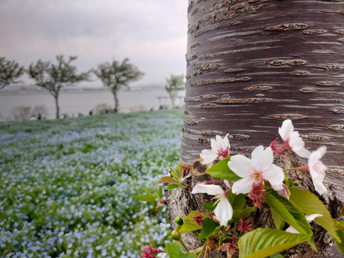 Cat007🐱🌈医療DX＆DeSci応援📣 tweet media