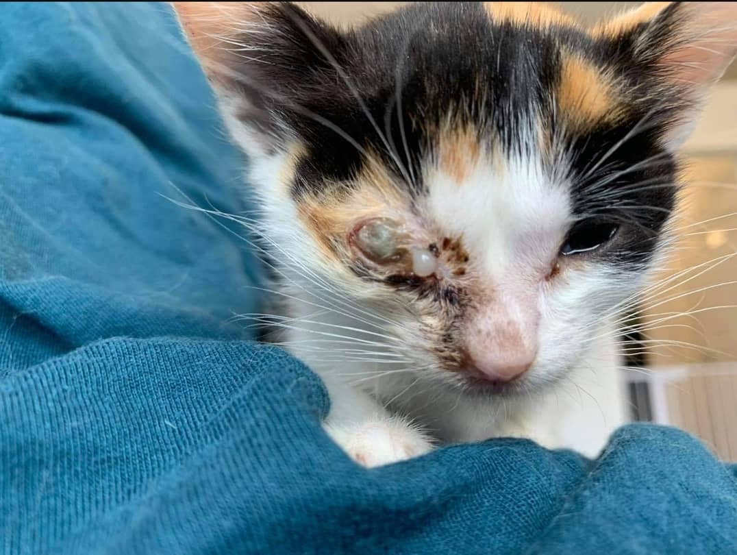 | Poor /Cute l Kitten | Rescue. tweet media