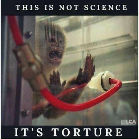 Susana643500's tweet image. #EndAnimalTesting
That’s not RESEARCH, it’s TORTURE
Given the technologies we have available today, NOTHING, absolutely NOTHING, justifies the TORTURE and KILLING of ANIMALS in LABORATORIES 
@US_FDA
@NIH
@EMA_News
@CienciaGob
@ukhomeoffice 
@GOVUK
