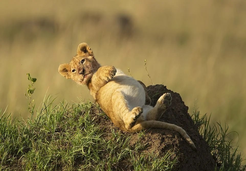 аэлия⁷ tweet media