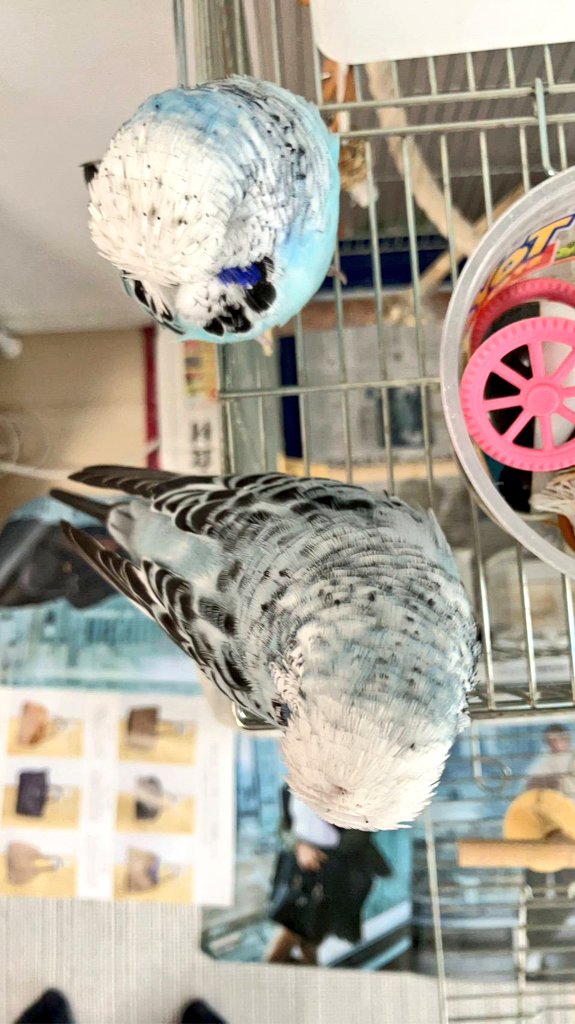 りんこの母 tweet media