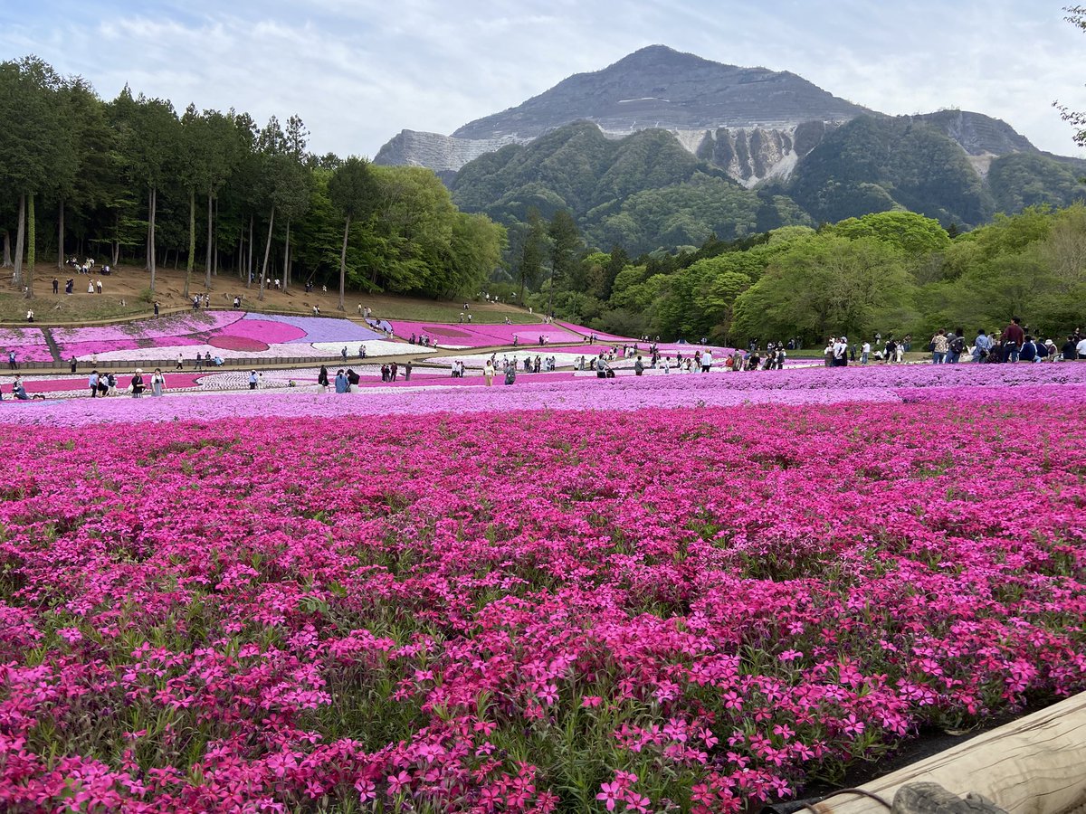 芝桜みにいってきた！春を激アビ