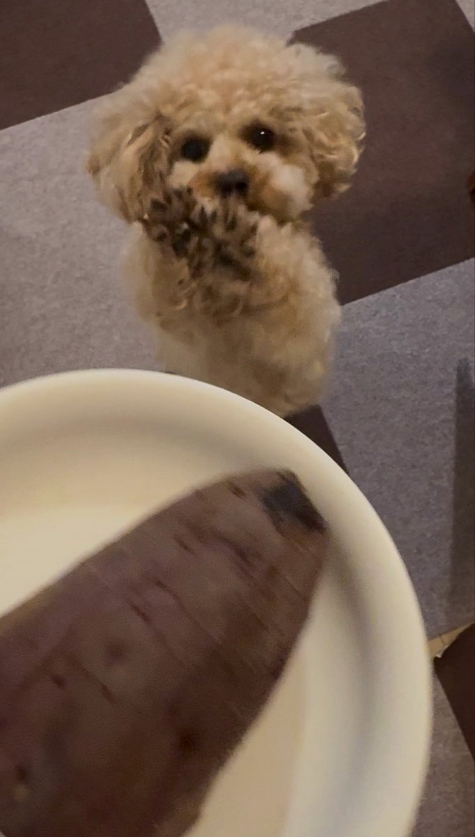 トイプードルのからあげちゃん tweet media