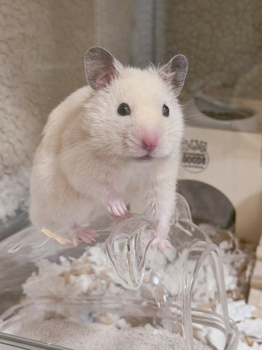 はむたともちまる tweet media