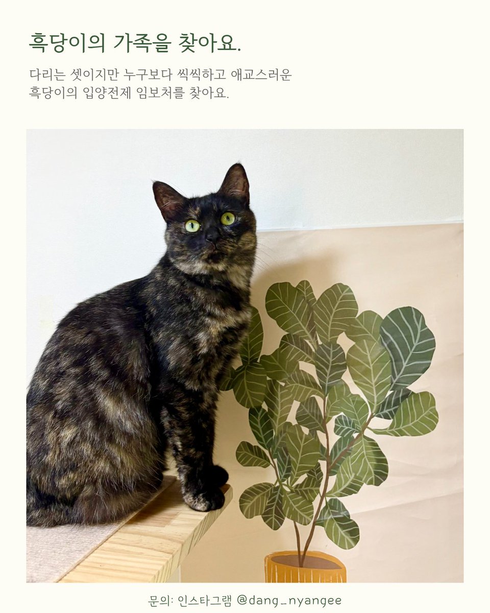 (고양이쉼터) 댕냥하우스 tweet media