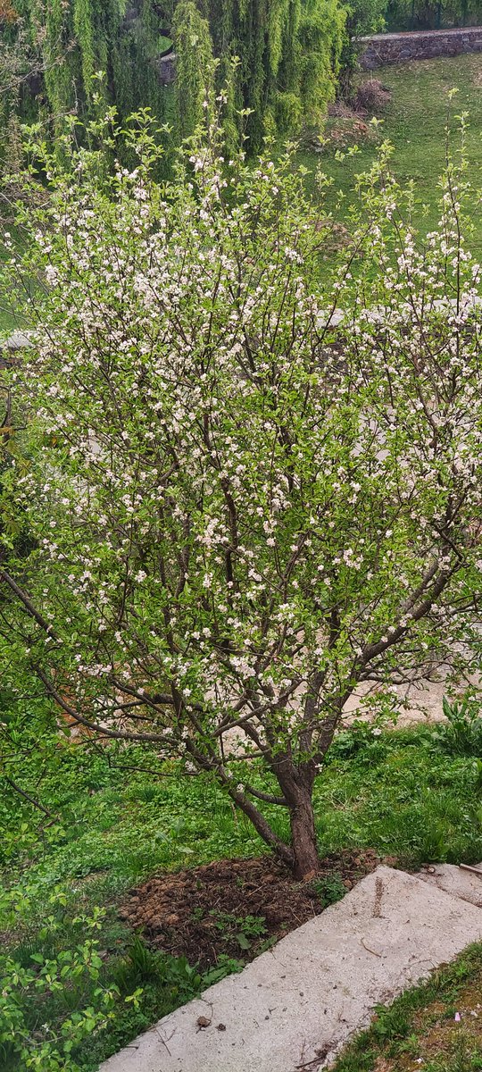 Back to a surprising number of apple trees with blossoms!

#HimachalPradesh #trees #sundayvibes