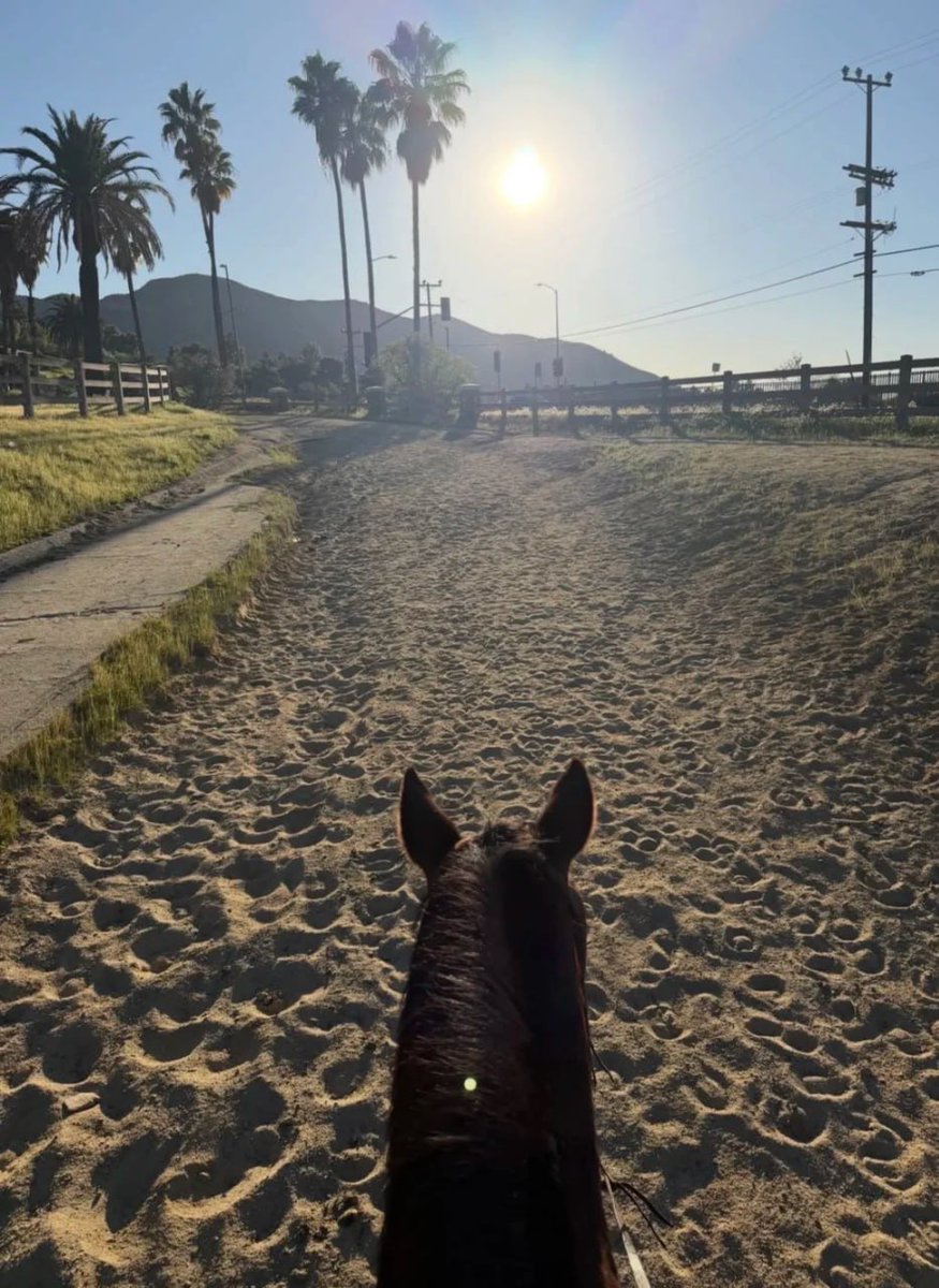 nabilmorsdi's tweet image. #HorsebackRiding #Equestrian #HollywoodHills

Weekend Ride | Slowing Down Time in the Hollywood Hills, LA 🐎🌴
No bombardment of notifications,
No emotional drain.
Just the horses, the trail, the breeze, and the sunshine.
True sophisticated living