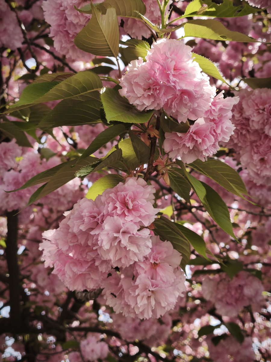 トーシロ助信 tweet media