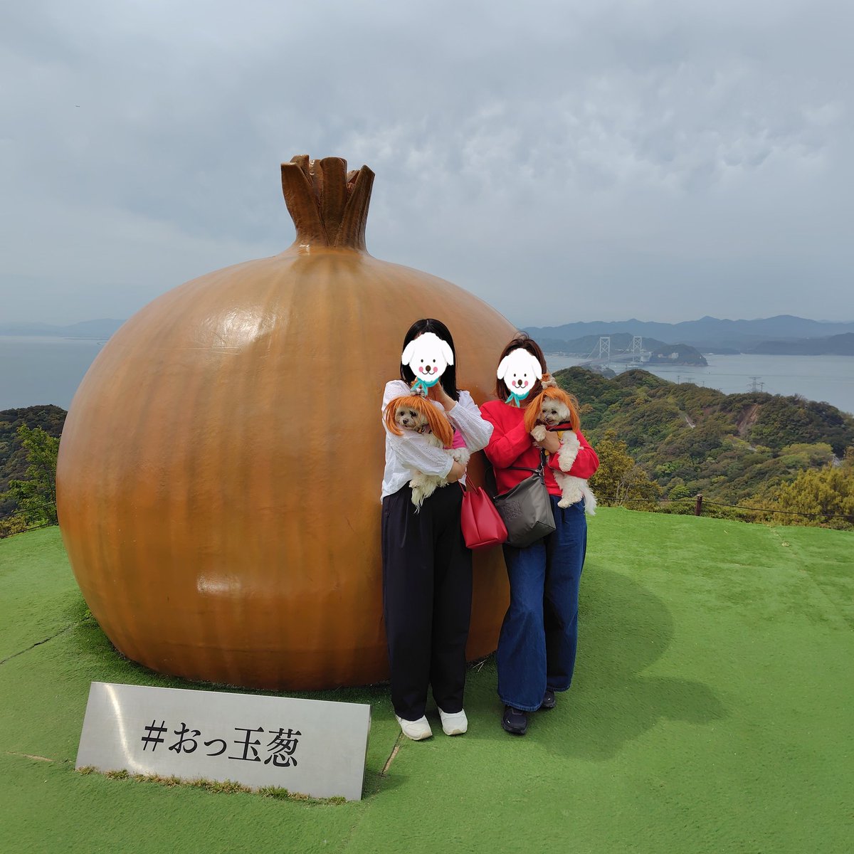 TANISHI_magic's tweet image. 香りの公園を散策し、うずの丘で記念撮影したむぎともち。
#元保護犬 #マルチーズ #maltese #むぎともち #淡路島