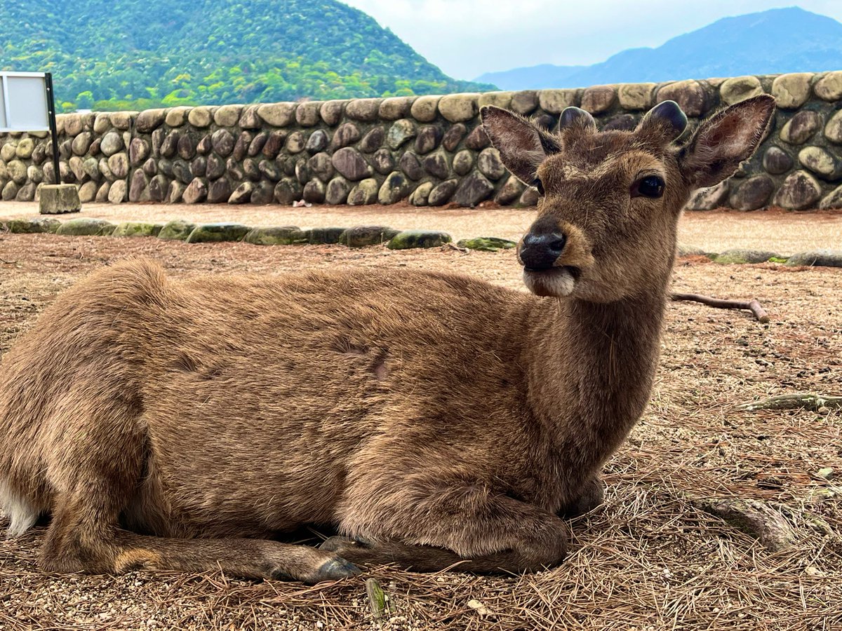 広島から無事帰阪🙃

旅行中でアルバム特典のショルダーバッグの容量に限界を感じていたところ、代打としてドラムバッグが大活躍してくれました！
今回のグッズの中ではかなり人気みたいだから買えて良かった！
#Bz #FYOPplus #広島グリーンアリーナ #宮島