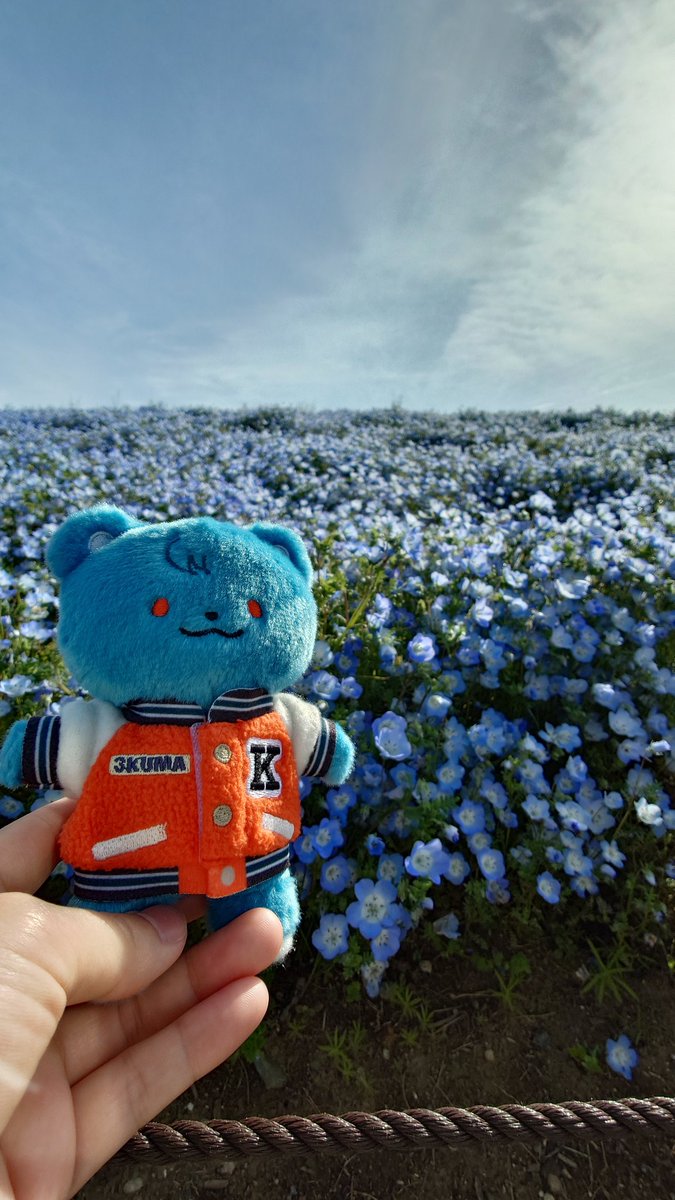 sky35403502's tweet photo. ネモフィラ〜
と
ポケモンマンホール(*^^*) https://t.co/0BiwnvpITZ