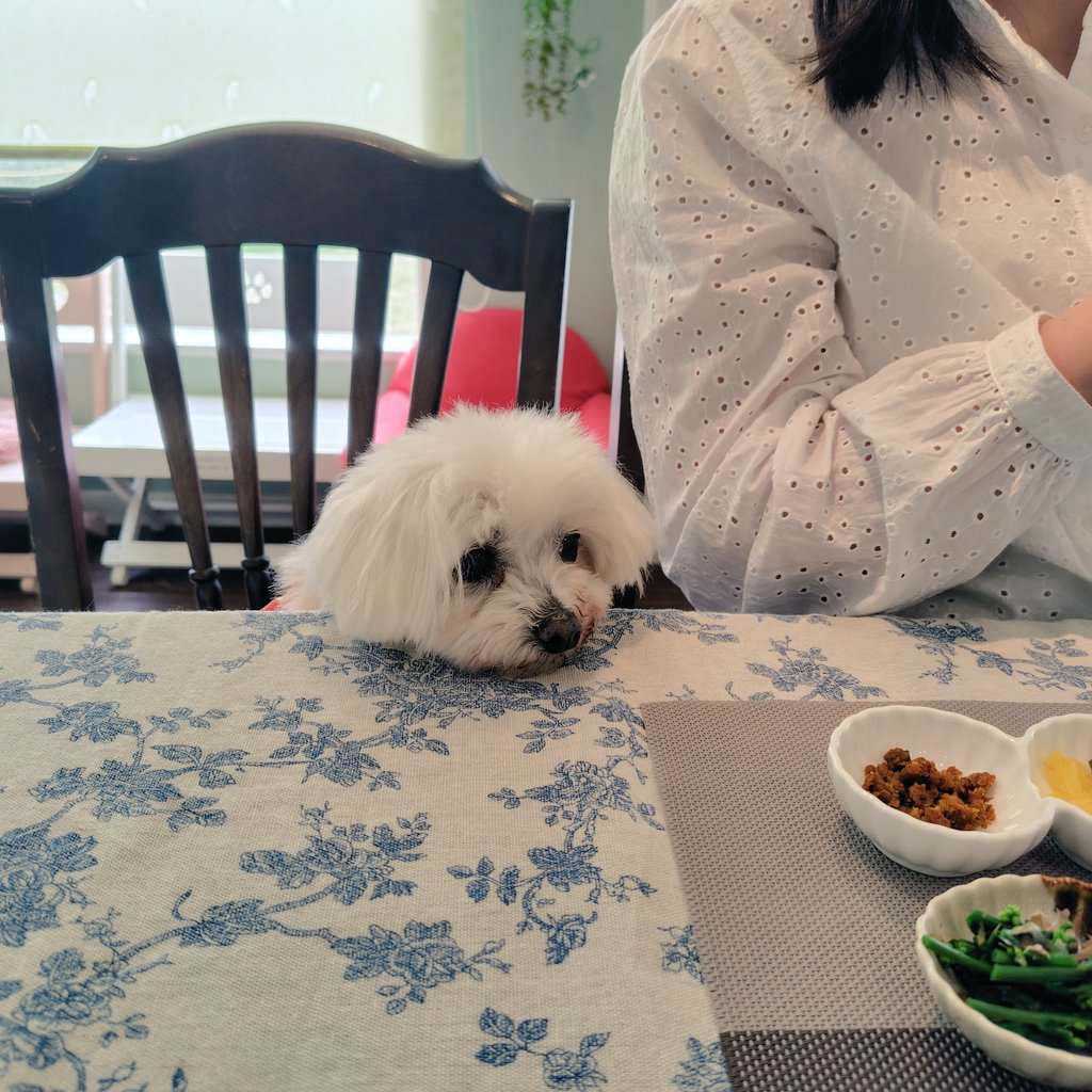 TANISHI_magic's tweet image. モンモラーテで和朝食、食べる気満々のむぎ、お疲れのもち。
#元保護犬 #マルチーズ #maltese #むぎともち #淡路島