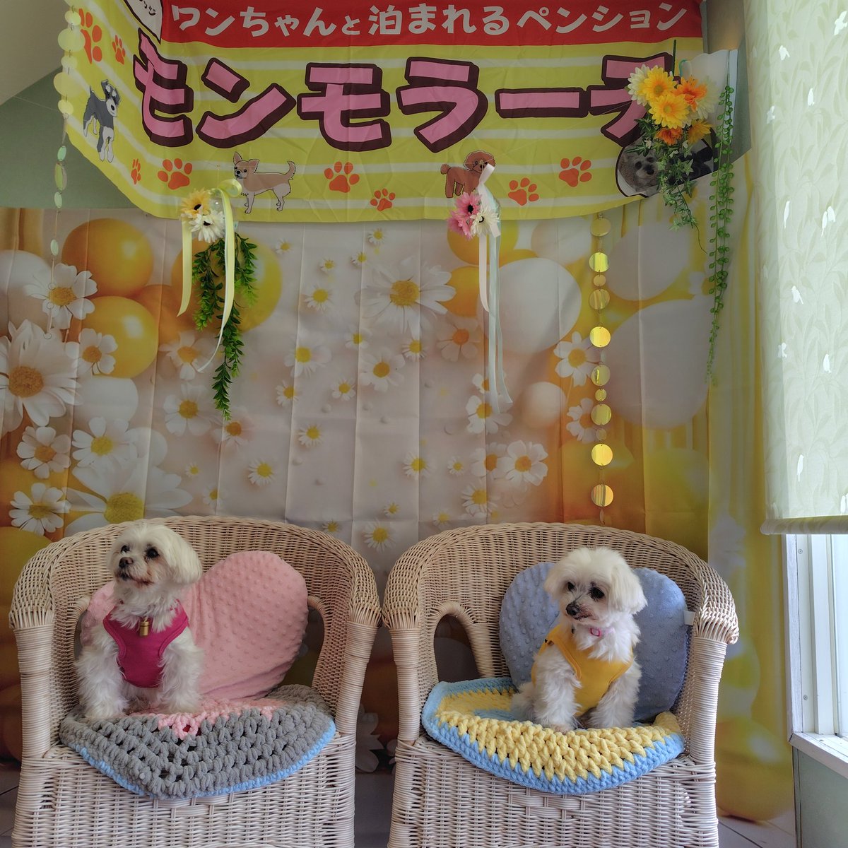 TANISHI_magic's tweet image. モンモラーテで和朝食、食べる気満々のむぎ、お疲れのもち。
#元保護犬 #マルチーズ #maltese #むぎともち #淡路島