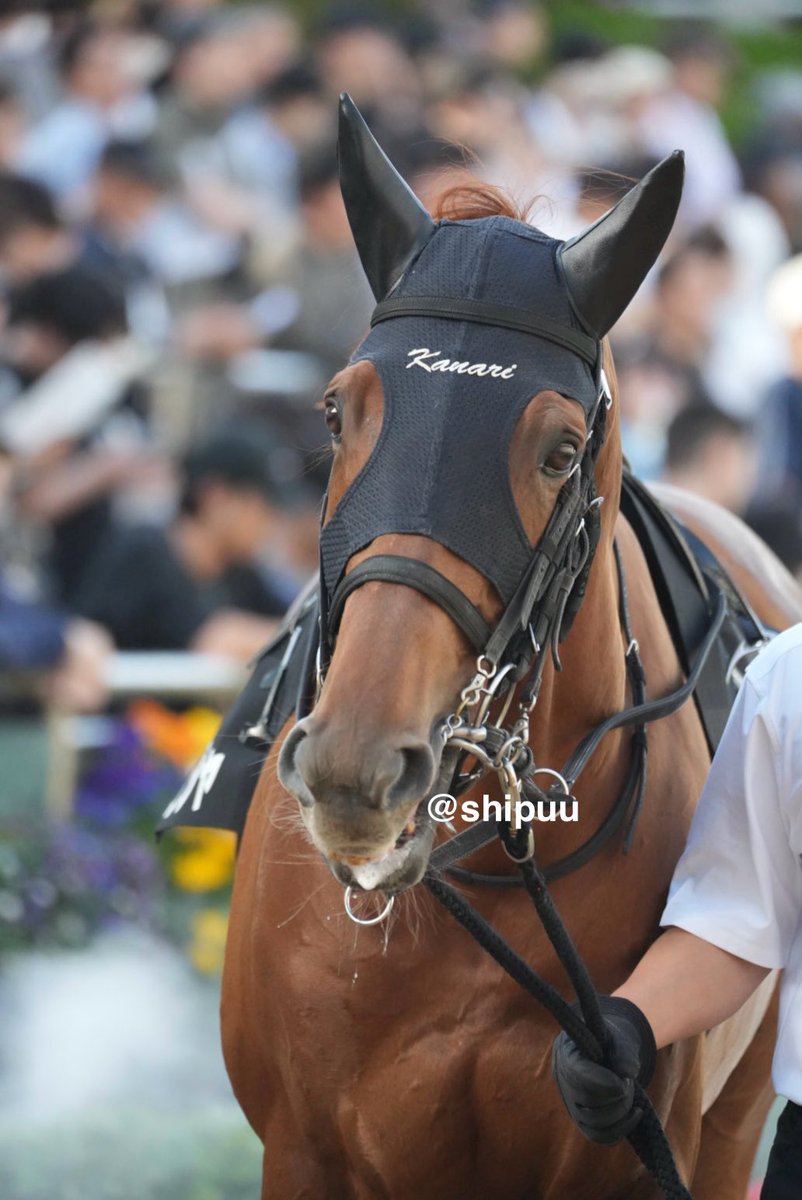 しっぷ-ˏˋ 🖤🐴 ˎˊ- tweet media