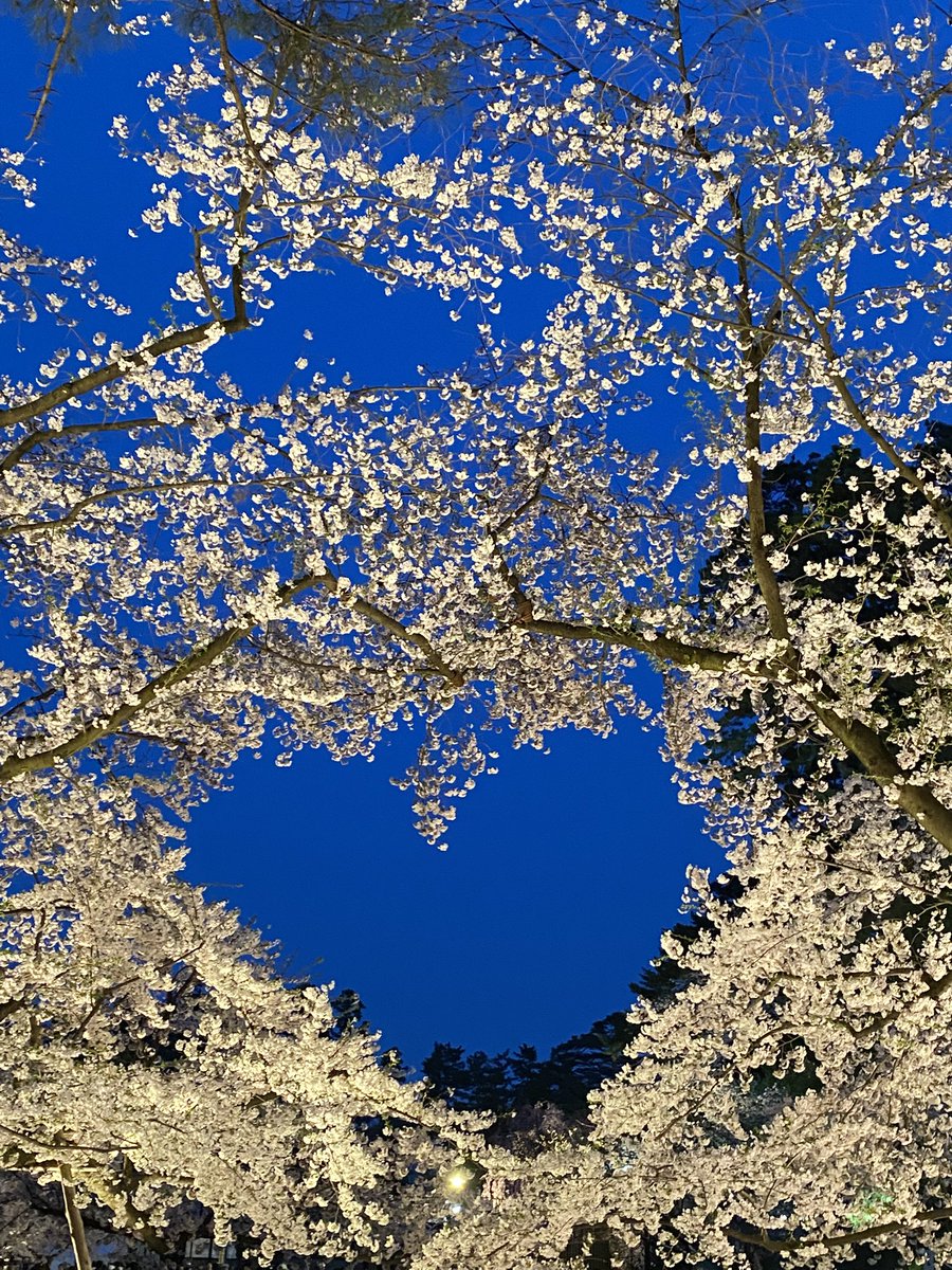 秋田山王男 tweet media