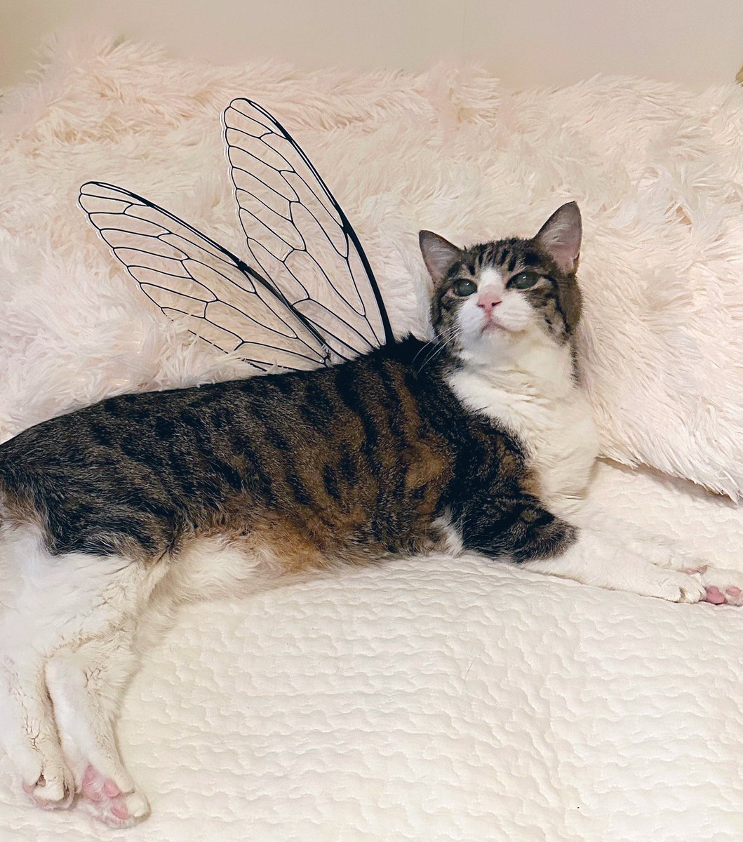 菊千代とmum tweet media