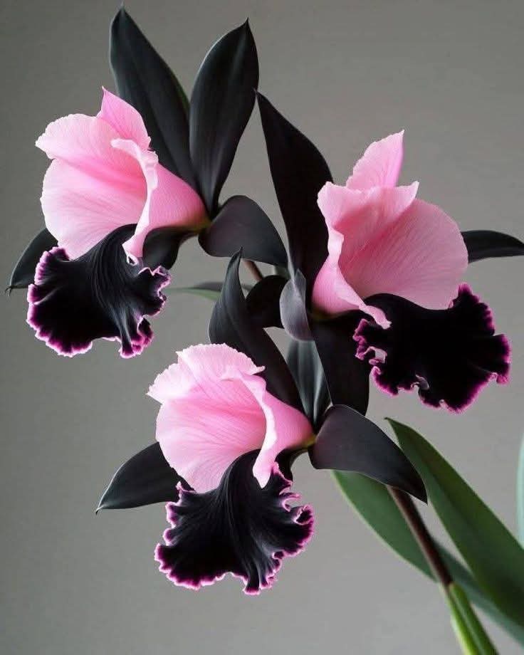 BrainnPower's tweet image. #Purity in abundance