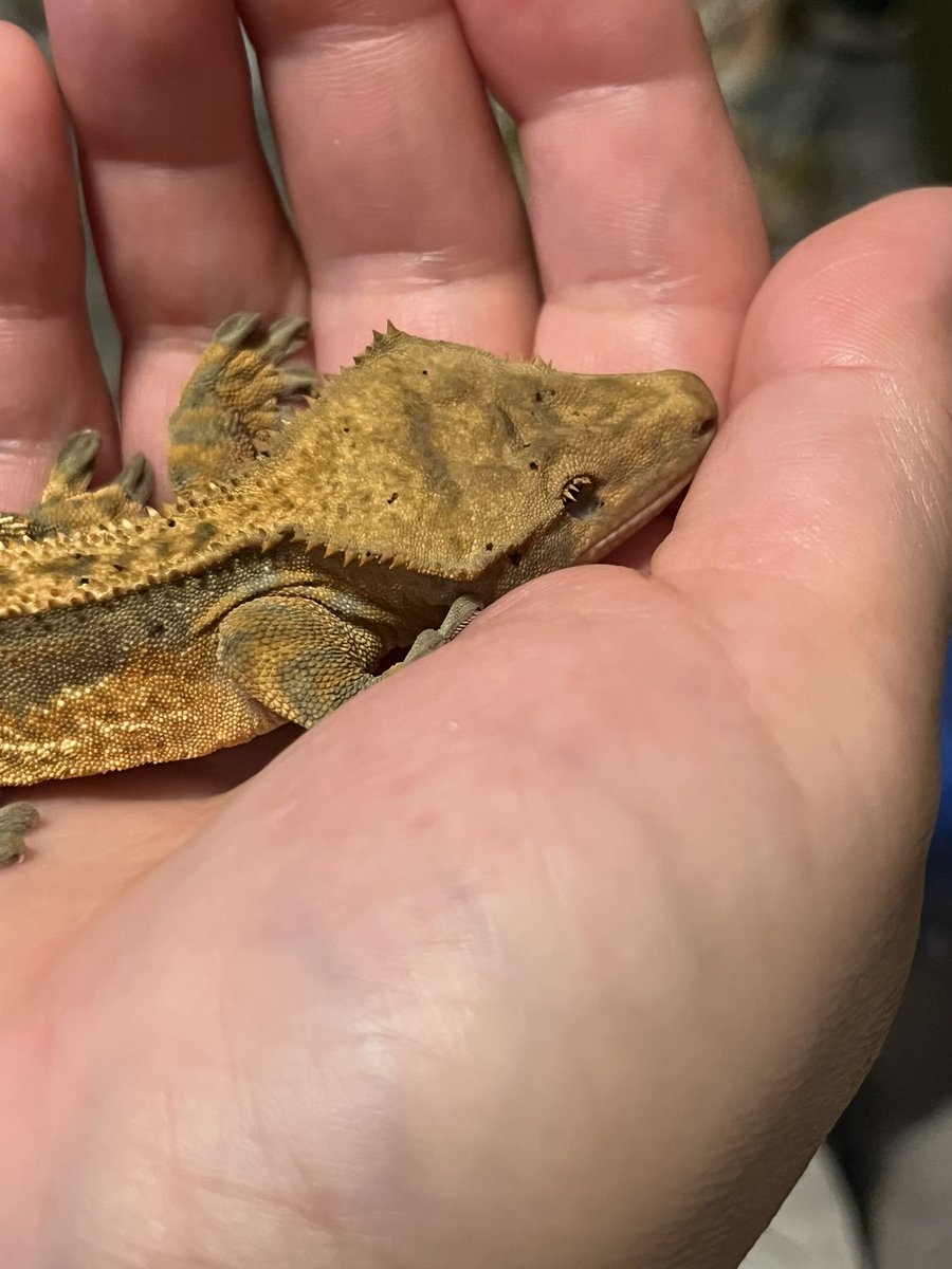 ぽんず太郎 tweet media