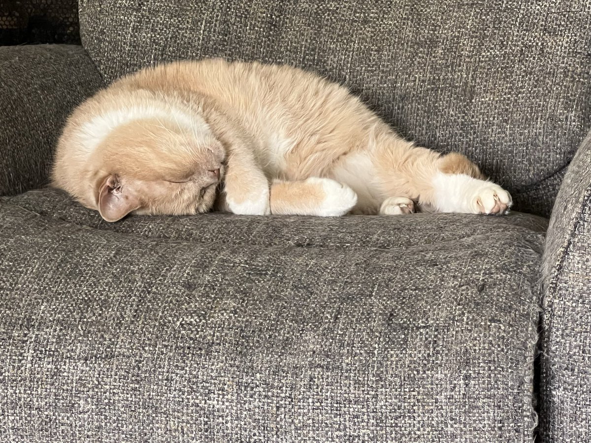 Dana_TFSJ's tweet image. I put on black pants this morning getting ready for Mass but had to change because Alfie wouldn't stop rubbing against my ankles and left a ton of very visible fur on my pants.

#FirstWorldProblems