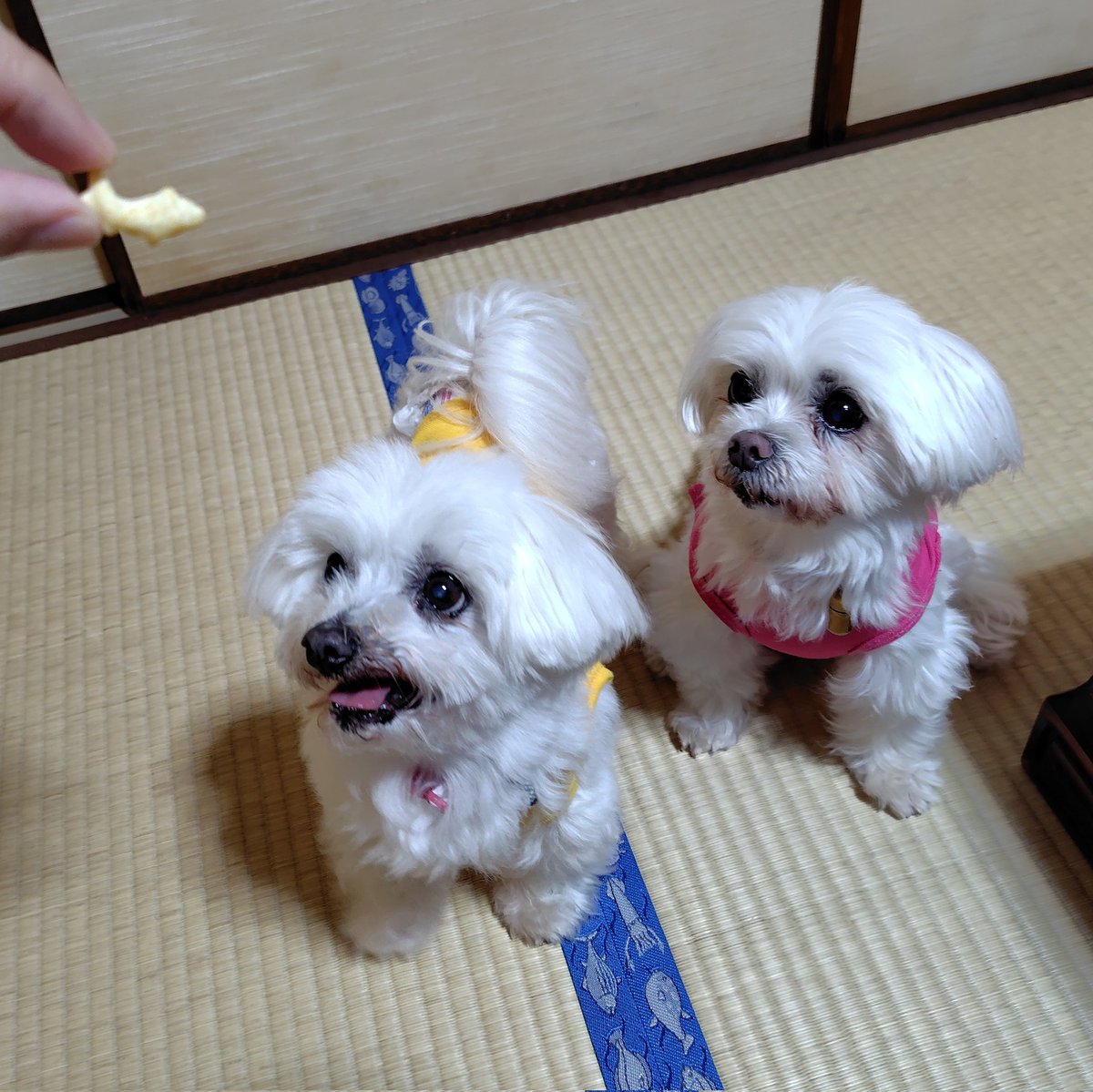 TANISHI_magic's tweet image. お昼は、座敷犬OKのさつき寿司で地にぎり。むぎともちにはおっとっとを。
#元保護犬 #マルチーズ #maltese #むぎともち #淡路島