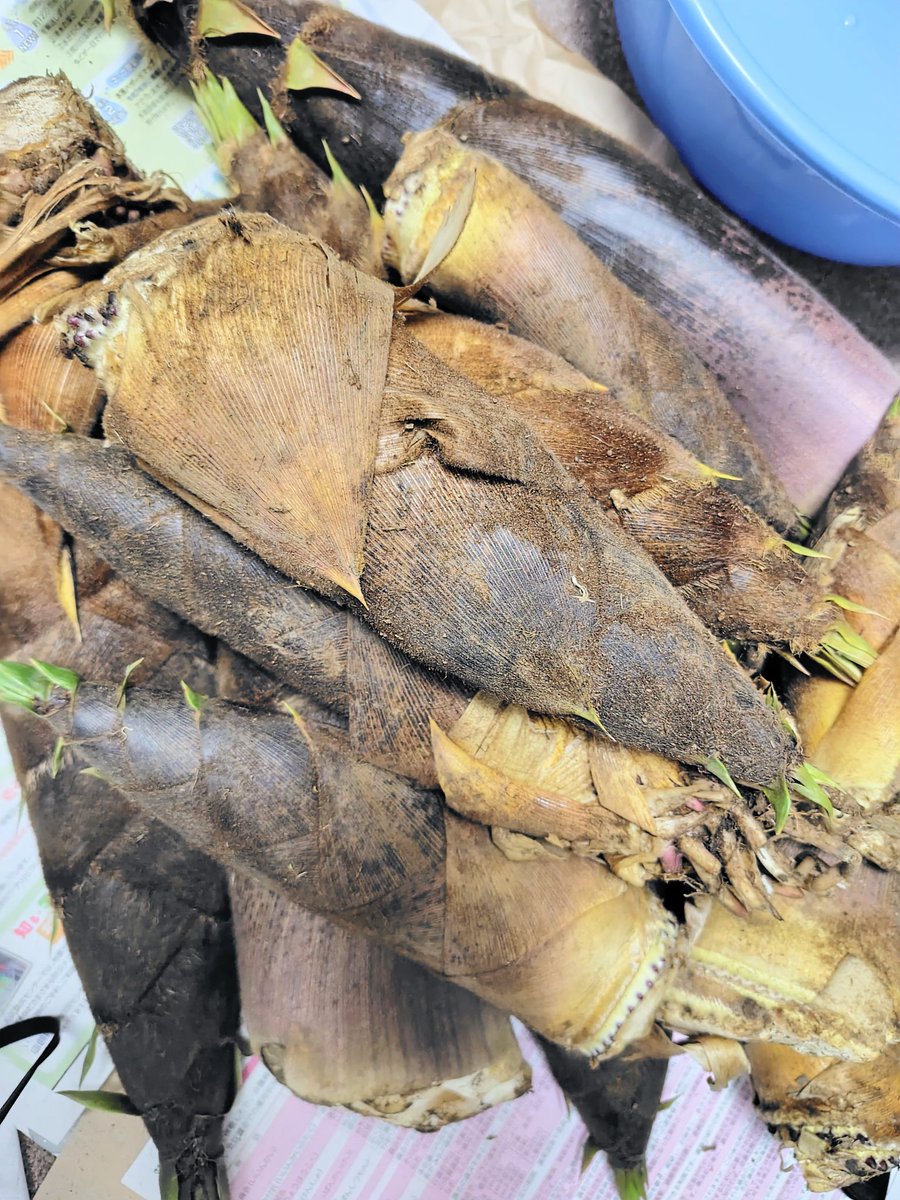 ゆきてぃ(坂田有希) tweet media