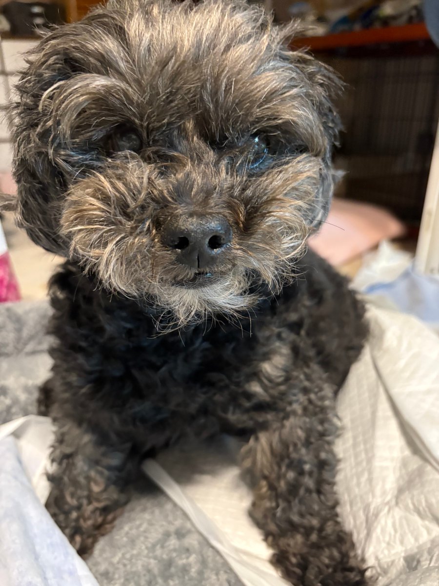 マリコ tweet media