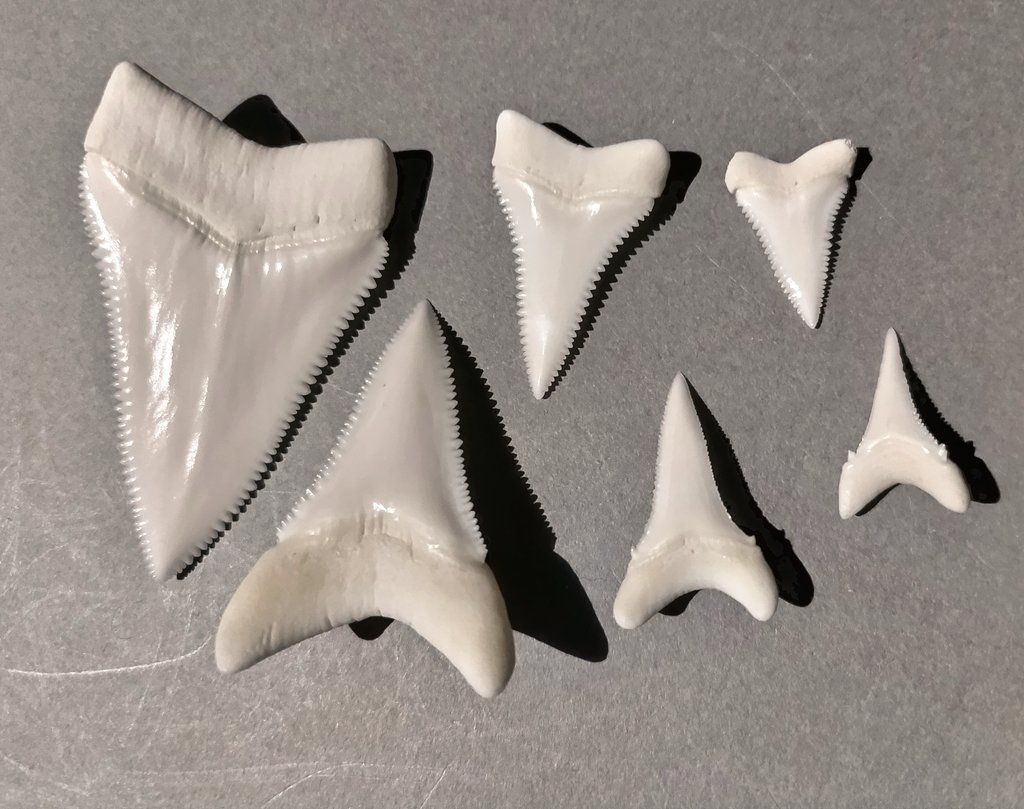 ホホジロザメ 学名Carcharodon carcharias の前歯。左から 全長約5m
