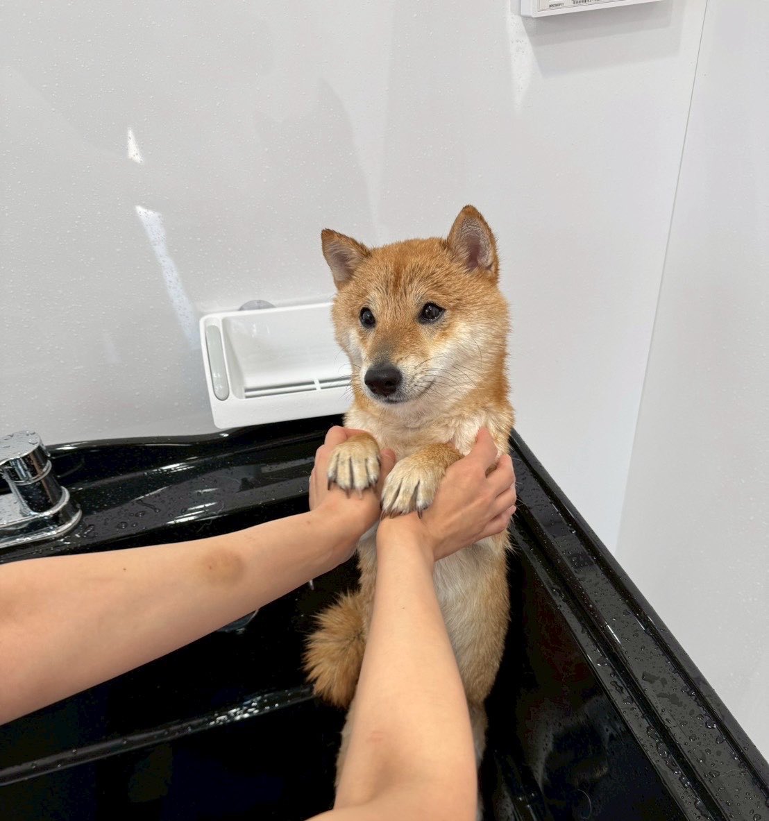 月1のシャンプー🧴ばぶみ